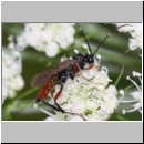 Exetastes adpressorius - Schlupfwespe m02d 10mm - OS-Hellern Wiese det06.jpg